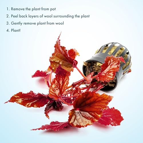 SubstrateSource Live Jungle Plants - Begonia Arabian Sunset (Begonia sp.) - Medium to High Light, Bronze Red Orange Accent, Terrarium or Paludarium, Terrestrial Plant - Pot - color: Begonia Arabian Sunset, size: Pot