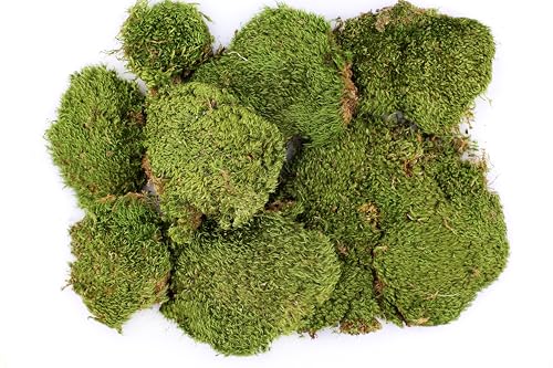 SuperMoss (21537) Mood Moss – Natural Moss for Home Decor, Terrariums, Floral Arrangements, and Craft Projects, 1,564 cu in, Dried - color: Natural Dried, size: Appx. 3 lb Bulk Case