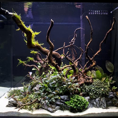 Ultum Nature Systems Driftwood - Spider Wood on Slate Stone for Fish Tank, Planted Tank, Terriarium, Paludarium - Versatile Natural Driftwood Decor - Spider Wood on Slate Stone, Small (7-12") - size: 7-12" 1-Pack