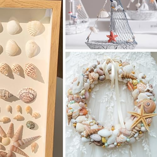 Small Seashell for Craft, Natural White Clam Sea Shells, DIY Assortment, Tiny Shell, Ocean-Themed Decorations, Fish Tank Plant Gravel, Party Wedding Home Decor Vase Filler, 200pcs