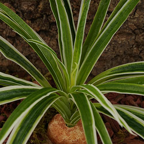 Artificial Spider Plants, Reptile Terrarium Decor, Bearded Dragon Tank Accessories fit Crested Gecko Leopard Lizard Chameleon Ball Python Snake Frog - color: B-artificial Spider Plants