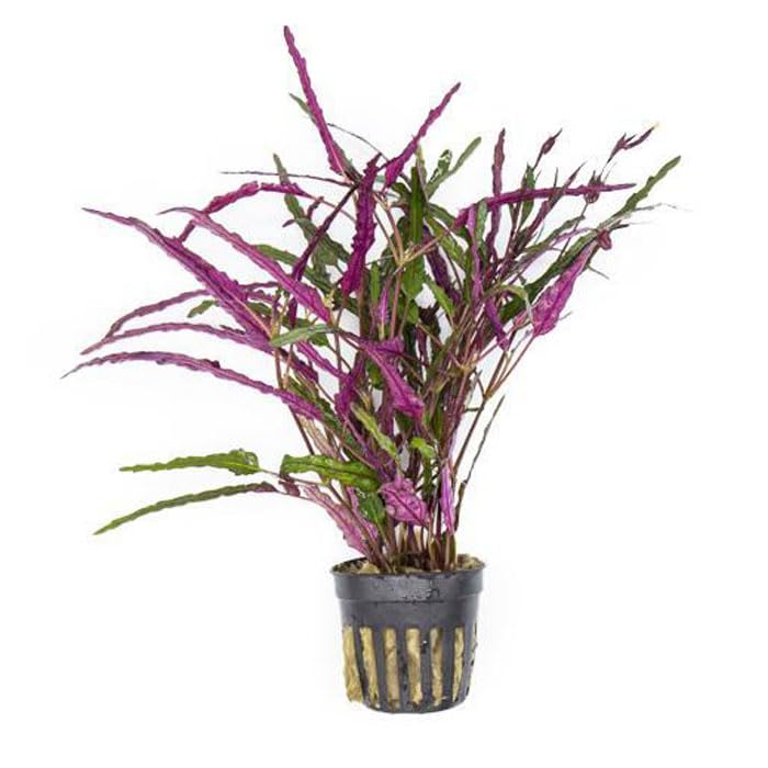 SubstrateSource Live Jungle Plants - Hemigraphis repanda (Hemigraphis sp.) - Low to Medium Light, Purple Green, Terrarium or Paludarium, Textured Rosette Groundcover - Pot - color: Hemigraphis Repanda, size: Pot