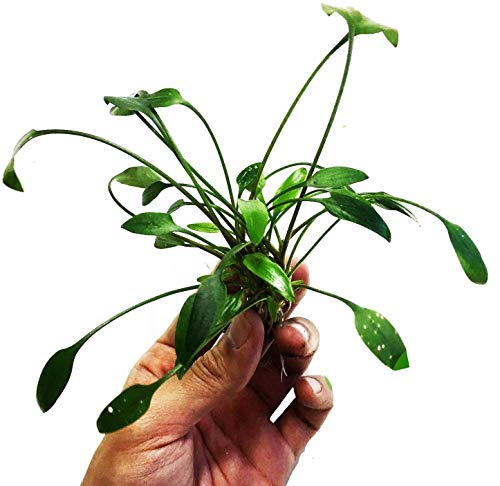 Cryptocoryne Lutea Potted Tropical Easy Live Aquarium Plants Decorations for Fish Tank BUY2GET1FREE Underwater Gardening Green Aquascape