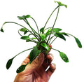Cryptocoryne Lutea Potted Tropical Easy Live Aquarium Plants Decorations for Fish Tank BUY2GET1FREE Underwater Gardening Green Aquascape