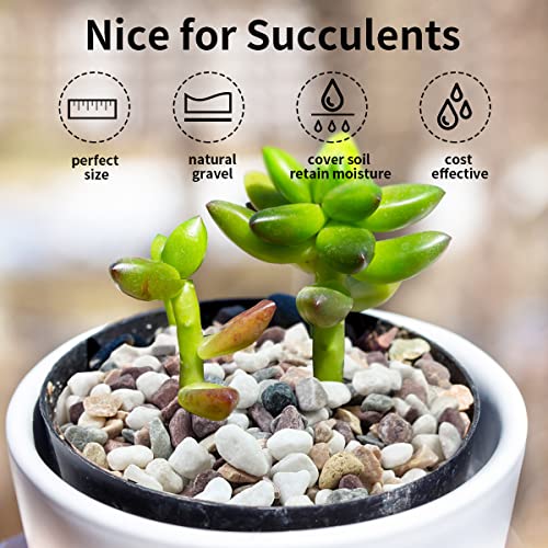 FANTIAN 2 lbs Natural Mixed Color Pea Gravel Pebbles, 3/8 inch Decorative Rocks for Succulents, Pebbles for Indoor Plants, Vases, Aquarium Gravel, Top Dressing, Outdoor Decorative Stones - color: Colorful Gravel