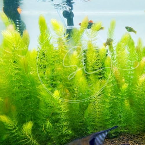 Swimming Creatures™ Live Aquarium Plants (2 Large Bunch Hornwort) - color: 2 Large Bunch Hornwort