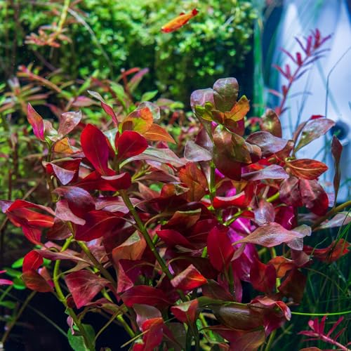 SubstrateSource Live Plant - Ludwigia Ovalis - Easy Care, Moderate to High Light, Green to Orange Accent, Freshwater Aquatic Plant for Aquascaping - Lead Bunch - color: Ludwigia Ovalis, size: Lead Bunch - 1 Pack