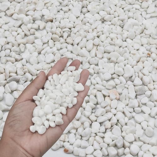 3LB White Succulent & Cactus Gravel Pebbles - 1/4-3/8 Inch Natural Polished River Rocks, Decorative Stones for Plants, Terrariums, Vases, Aquariums & Outdoor Gardening - color: White, size: 3 lb