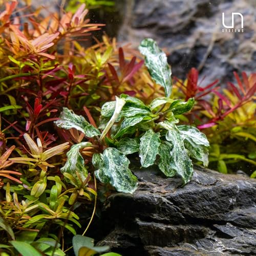 Ultum Nature Systems Live Tissue Culture - Bucephalandra Brownie Phoenix - Easy, Low-Med Light - Dark Green, Red, Purple Accent - Foreground to Midground - 100% Snail Free Grown In-Vitro - Regular Cup - color: Bucephalandra Brownie Phoenix - Regular