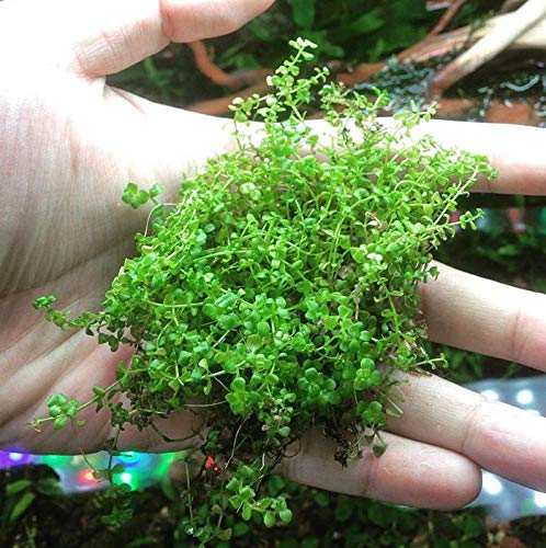 Micranthemum Monte Carlo 3-Bunch Freshwater Live Aquarium Plants Carpet Tank Decoration