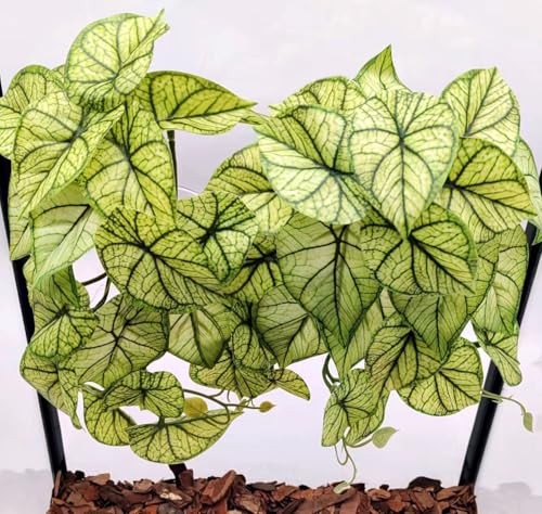 Reptile Plants for Terrarium Decor, Amphibian Habitat Decor, Reptile Tank Accessories, Artificial Hanging Plants with Suction Cup-2 Packs (Green Arrowhead) - color: Green Arrowhead