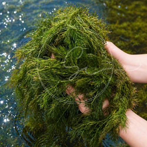 Swimming Creatures™ Live Aquarium Plants (1 Large Bunch Hornwort) - color: 1 Large Bunch Hornwort