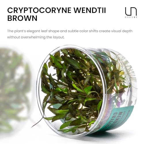 Ultum Nature Systems Cryptocoryne Wendtii Brown Tissue Culture Live Plant for Aquarium, Aquascape, Freshwater Fish Tanks - 100% Snail Free in Vitro - color: Cryptocoryne Wendtii Brown