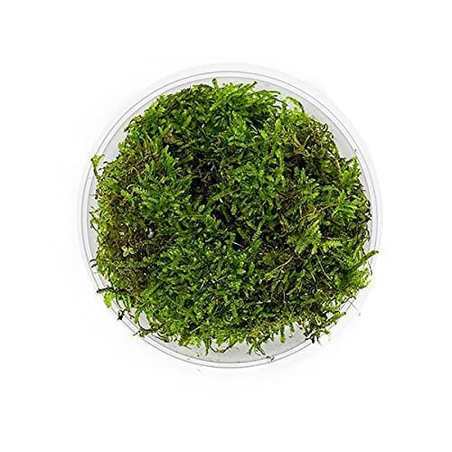 SubstrateSource Christmas Moss Live Aquarium Plant - Freshwater Fish Tank Decorations for Natural Aquatic Décor (Large Cup) - color: Christmas - Large Cup, size: 1 Pack
