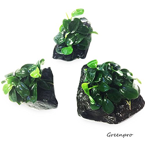 Dwarf Anubias Nana Petite on Driftwood Live Aquarium Plants Fish Tank Decorations Water Plants by Greenpro