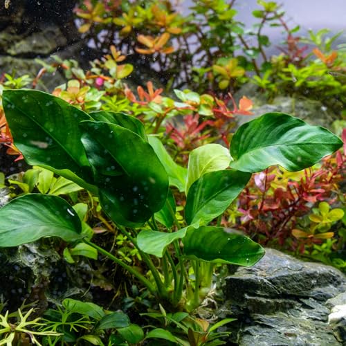 Ultum Nature Systems Anubias Barteri Tissue Culture Live Plant for Aquarium, Aquascape, Freshwater Fish Tanks - 100% Snail Free in Vitro - color: Anubias Barteri