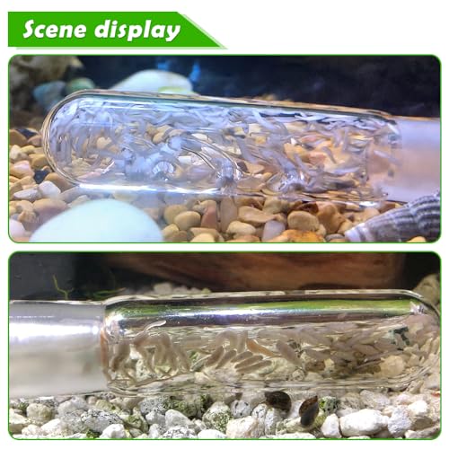 2 Pack Clear Glass Planaria Trap Catch Trap Aquarium Cleaning Supply for Dwarf Shrimp Cherry Shrimp (3 Holes)