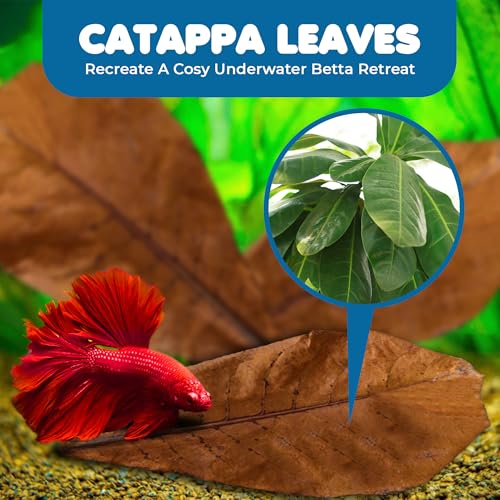 SunGrow 10 Indian Almond (Catappa) Leaves 8″ for Betta Fish – Natural Aquarium Water Conditioner, Adds Tannins, Lowers pH, Fin Growth and Enhances Color, Stress Relief, Water Softening Treatment