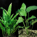 Java Fern and Anubias Aquarium Plant Bundle - Live Freshwater Plants for Aquascaping, Low Maintenance, Easy Beginner-Friendly Decor for Fish Tank