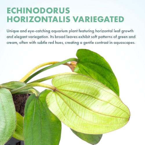 SubstrateSource Live Plants - Echinodorus ‘Horizontalis Variegated’ - Moderate to High Light, Green Variegated Accent, Midground to Background, Freshwater Aquatic Plant - Pot - color: Ech. Horizontalis Variegated, size: 1 Pot