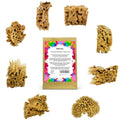 NAROA Artist Natural Sea Sponges for Painting 8 Pack | Unbleached Unique Art Tool Set | Suitable for Acrylic Watercolor, Marbling, Texturing, Pottery, Ceramics