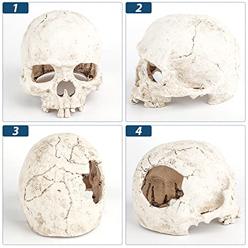 Uniclife Aquarium Skull Reptile House Decor Resin Head Skeleton Ornament for Tank Landscape Decorative Hideout Cave Shelter for Small Fish Shrimp Snail Gecko Spider Lizard in 5-20 Gallon Fish Tank - color: Skull Reptile House