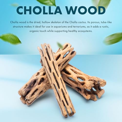 SubstrateSource Natural Cholla Wood - Driftwood for Aquariums, Air Plant Base, Hermit Crab and Freshwater Shrimp Hideout, Fish Tank Decoration, Chinchilla Chews, Reptile Habitat Wood - 6 Inch, 2pc - size: 6 inch (Pack of 2)