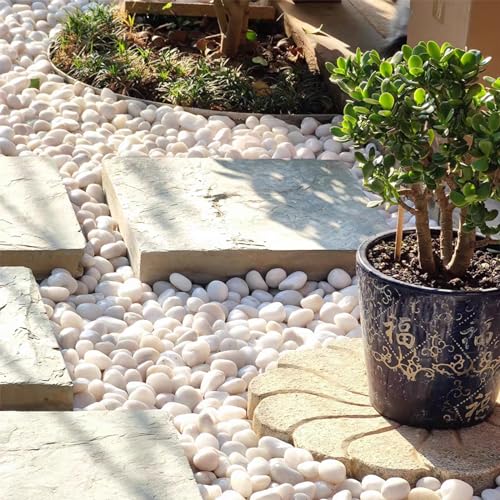 5lbs White Pebbles for Indoor Plants, 0.8-1.2 Inch Smooth White River Rocks for Potted Plants, Decorative Polished Stones for Landscaping Vase Fish Tank and Outdoor Garden Pavers - size: 0.8-1.2 Inch, style: 5 Pounds