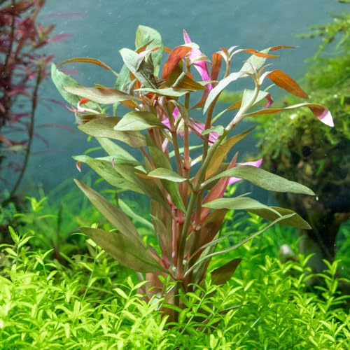 SubstrateSource Live Plant - Alternanthera Reineckii 'Mini' Red Stem Tissue Culture Aquatic Live Aquarium Plant - 100% Snail Free in Vitro Cup (AR Mini) - color: Alternanthera Reineckii 'Mini' Red Stem