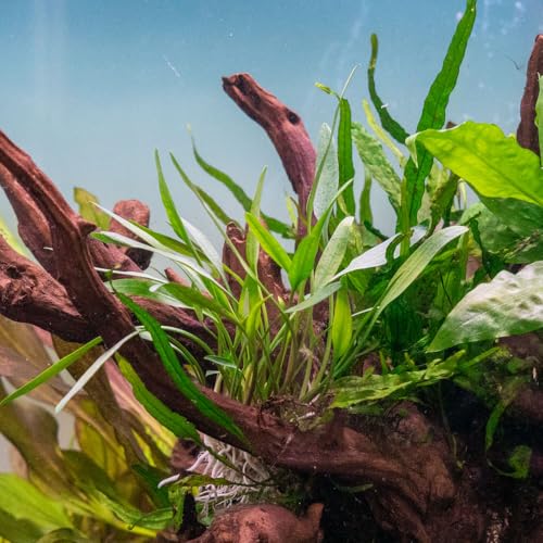 SubstrateSource Cryptocoryne Live Aquarium Plants - Freshwater Plant for Aquariums, Planted Fish Tanks - Beginner Friendly (Lutea, 3 Pots (15-20 Plants)) - color: Lutea, size: 3 Pots