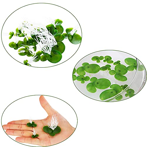 36pcs Mini Fake Duckweed, Artificial Floating Duckweed, Plastic Aquarium Simulation Floating Plants for Fish Tank Aquariums Decor,W1xH2
