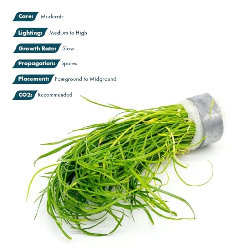 SubstrateSource Live Plant - Quillwort (Isoetes velata VAR. sicula) - Moderate Care, Medium to High Light, Bright Green Accent, Freshwater Aquatic Plant for Aquascaping - Lead Bunch - color: Isoetes Velata Var. Sicula, size: Lead Bunch - 1 Pack