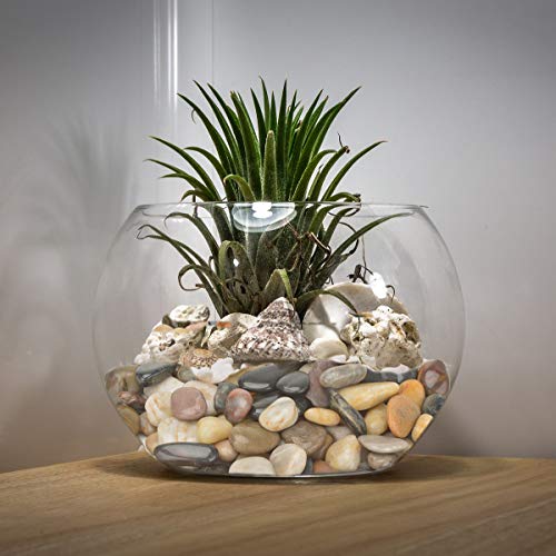 Natural Polished Pebbles, 1 Inch Decorative Mixed Color Stones Aquarium Gravel River Rocks for Vase, Succulents, Landscaping and Home Decor (5-lb Bag) - color: Mixed Color, size: 1 inch, 5 lb