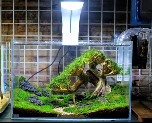 Azil Aquascape Bonsai Driftwood Tree 10” – Premium Natural Aquarium Decor for Fish Tanks, Freshwater Aquariums, Hardscape & Planted Tanks - size: bonsai 10"