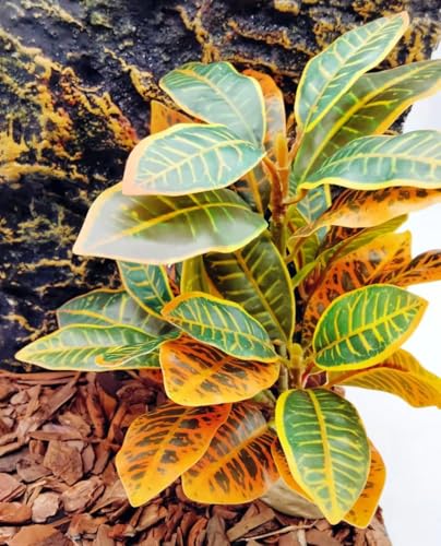 Reptile Plants Terrarium Artificial Leaves Reptile Tank Decorations for Bearded Dragon Lizard Snake Geckos Chameleon Amphibian Habitat Terrarium Decor - color: Gradient