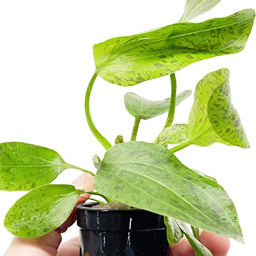 Echinodorus Ozelot Green Potted Live Aquarium Plant Tropical Freshwater Decorations BUY2GET1FREE