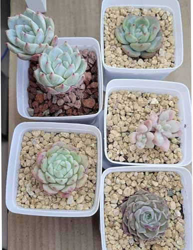 45lb Maifanitum Stones for Succulent Cactus Bonsai Decorative Rocks-Indoor Plants Soil Covers,Horticultural Gravel, Potting Pebbles for Terrarium, Fairy Gardening, Top Dressing - color: Maifanitum Stones, size: 45lb