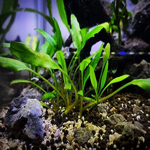Cryptocoryne Lucens Tissue Culture Live Aquarium Plant Tropical Freshwater Decorations BUY2GET1FREE