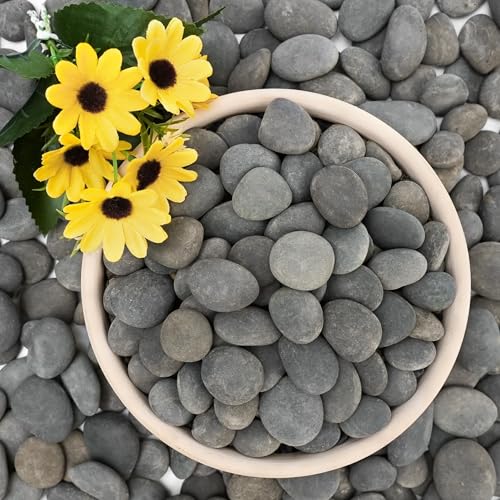 NUPICK 12lb Mexican Beach Pebbles, 1" Black River Rocks for Landscaping, Smooth Garden Rocks for Outdoor Paving, Natural Black Pebbles for Plants, Decorative Stones for Planters, Fish Tank, Fountain - color: Gray, size: 1", 12lb