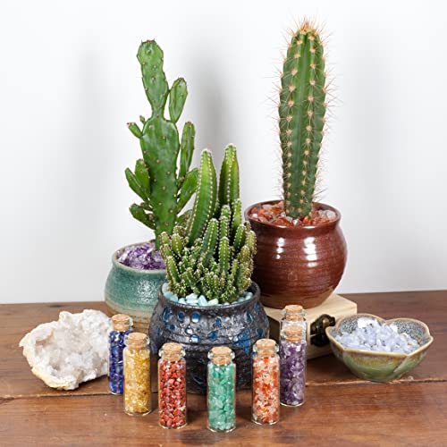 Cherry Tree Collection 1/2 Pound Polished Tumbled Gemstone Chips, Pebbles, Crystal Chips Bulk for Jewelry Making, Healing, Plants, Succulents, Aquariums, Decoration, Chakra (Prehnite) - color: Prehnite