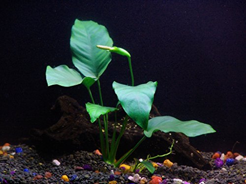 Anubias Barteri - Low Light and Easy Aquatic Plant