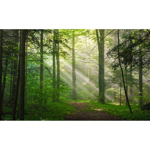 Sunrise Forest Aquarium Background Majestic Misty Morning Green Forests Fish Tank Background Scenic Tranquil Foggy Woodland Terrarium Backgrounds Green Meadow Plants Reptile Tank Backgrounds 24x16in - color: Grey_Green, size: 24(W)x16(H)in