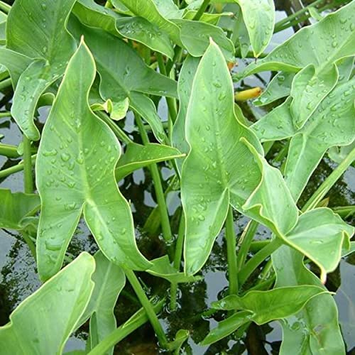 Chalily Arrow Arum, a Great Live Pond Plant for Your Water Garden. Filters The koi and Goldfish Pond. Good for Bogs, Plant Shelf or Shallow Water This marginal Aquatic is a Real Beauty - color: Arrow Arum