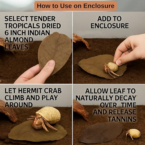 Hermit Crab Tank Accessories Indian Almond Leaves 6 Inch – Pack of 10 Natural Catappa Leaves for Aquarium & Reptile Tanks – Safe for Betta Fish, Shrimp, Snails & Amphibians
