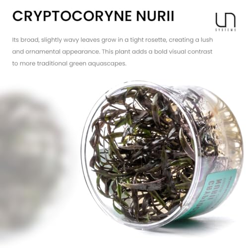 Ultum Nature Systems Cryptocoryne Nurii Tissue Culture Live Plant for Aquarium, Aquascape, Freshwater Fish Tanks - 100% Snail Free in Vitro - color: Cryptocoryne Nurii