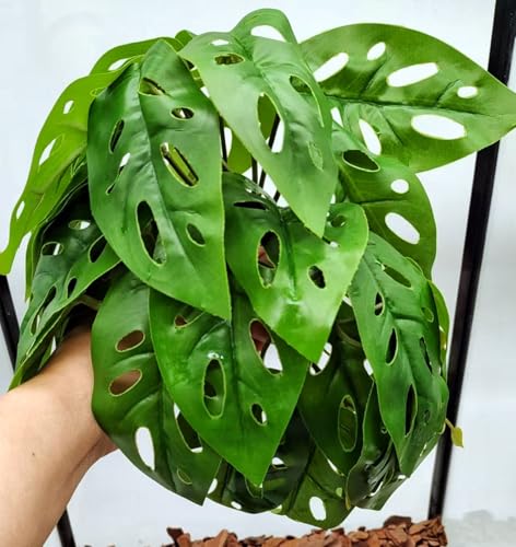 Reptile Plants for Terrarium Decor,Amphibian Habitat Decor, Bearded Dragon Tank Accessories,Artificial Plants for Gecko Chameleon Snake Tortoise with Base (Swiss Cheese) - color: Swiss Cheese