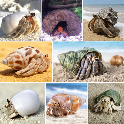 SINKOO Hermit Crab Shells Natural Coconut Shell Hut Artificial Plants 19 PCS Decoration Supplies House Tank