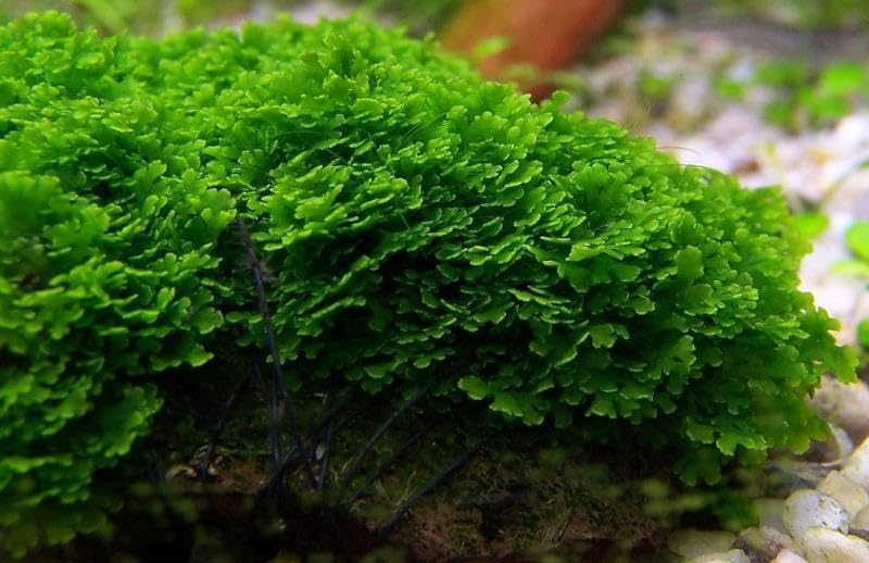 SubstrateSource Live Aquarium Plants on Driftwood, Lava Rock, Moss, Fiber Mat - Freshwater Fish Tanks - Easy, Beginner Friendly (Mini Pellia on Stainless Steel Mesh, (1 Pack)) - color: Mini Pellia - Stainless Steel, size: 1 Pack