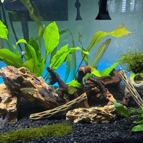3 Pcs Natural Driftwood for Aquarium, Aquarium Driftwood Freshwater 8-10 Inch, Assorted Size Mopani Wood, Twisted Branches for Fishtank Accessories, Reptile Terrariums Decorations - color: 3 Pack Mopani Driftwood 8-10in