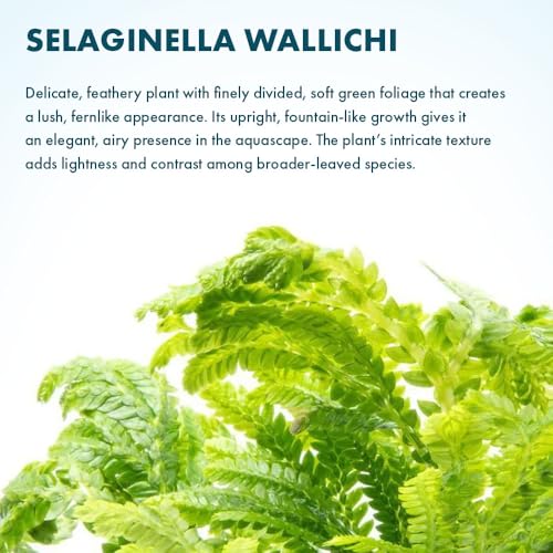 SubstrateSource Live Terrarium Plants - Spikey Moss for Terrariums, Paludariums - Easy, Beginner Friendly (Selaginella Wallichi) - color: Selaginella Wallichi, size: Pot